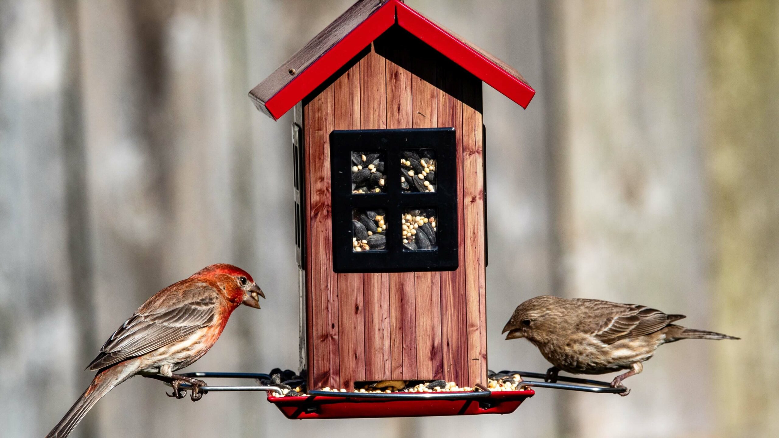 mangeoire à oiseaux