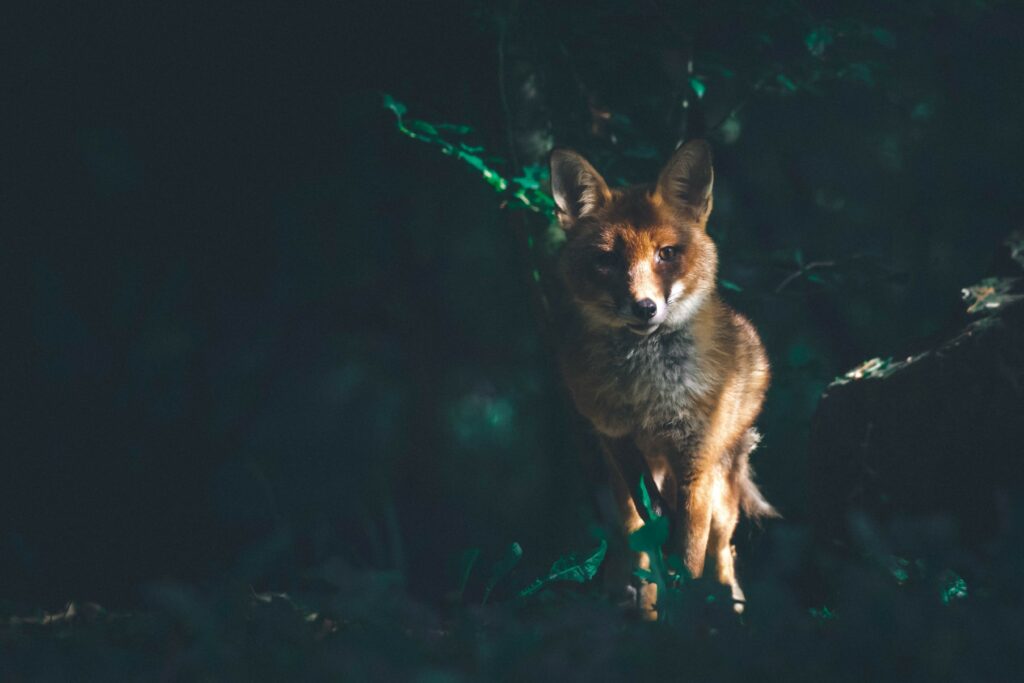 Un renard qui est dans un endroit sombre qui nous regarde